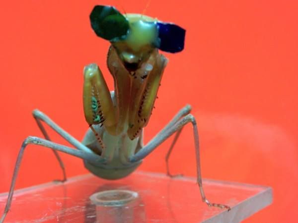 Dr Vivek Nityananda; Aliens amongst us: How to see the world like an insect